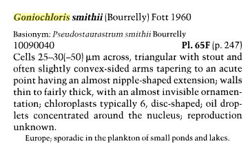 Goniochloris smithii?